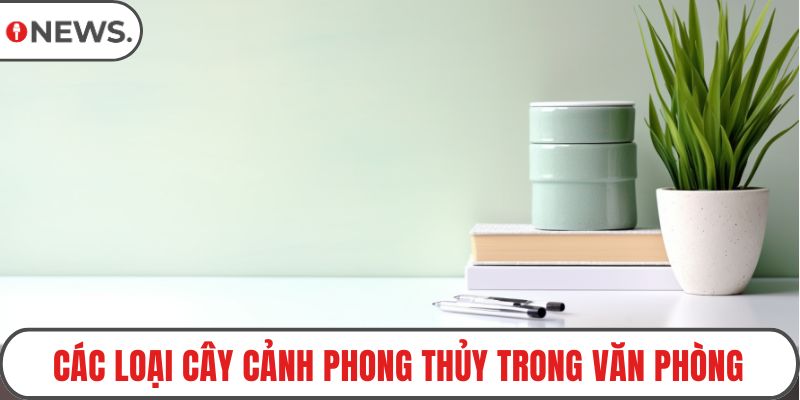 Các loại cây cảnh phong thủy trong văn phòng